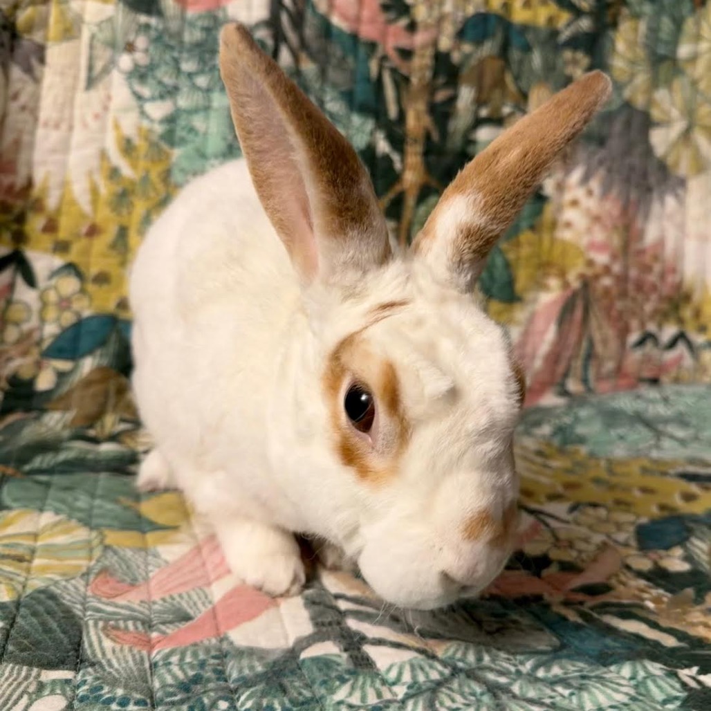 DAVID - Other available for adoption
