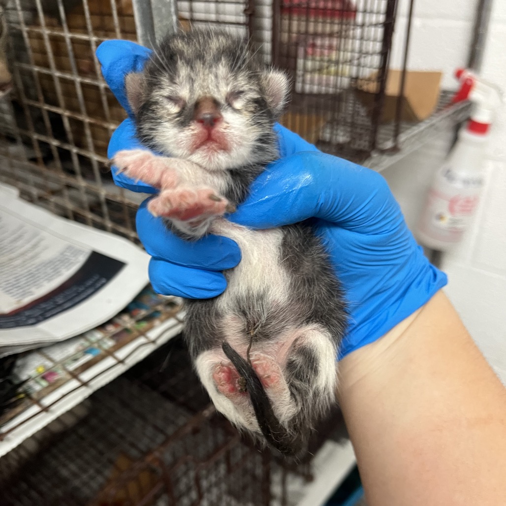 LEEON - Domestic Shorthair available for adoption