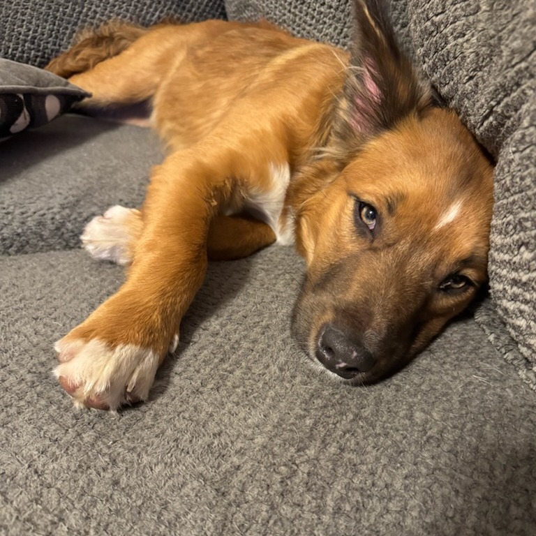 Cooper — thumbnail 2