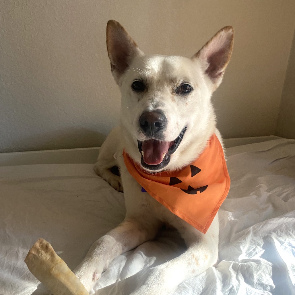 Benji — thumbnail 5