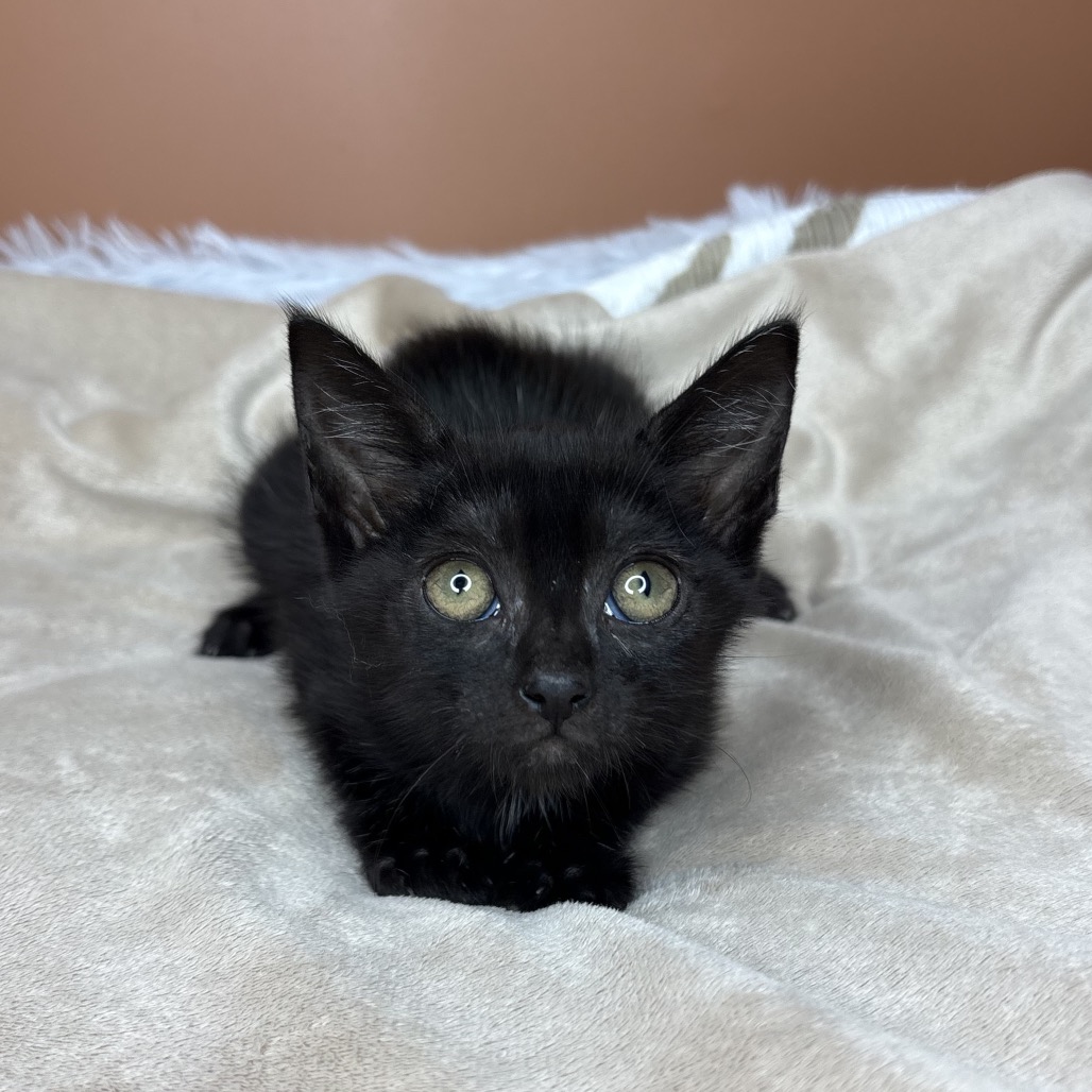 RC COLA - Domestic Shorthair available for adoption