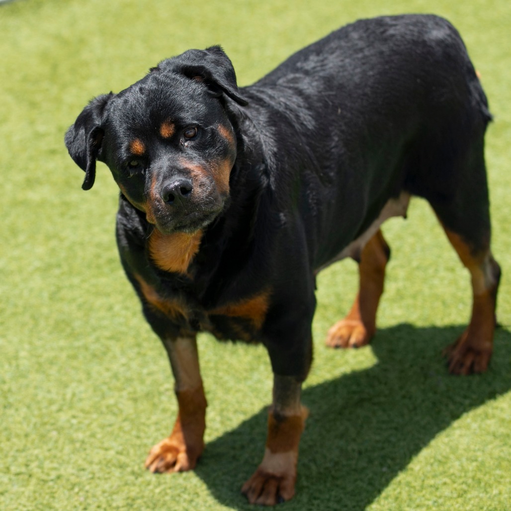 Layla (JN26-11), photo 8