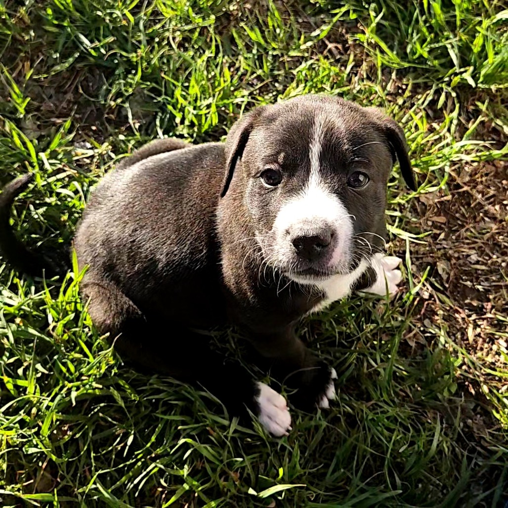 Cocoa Puff — thumbnail 6