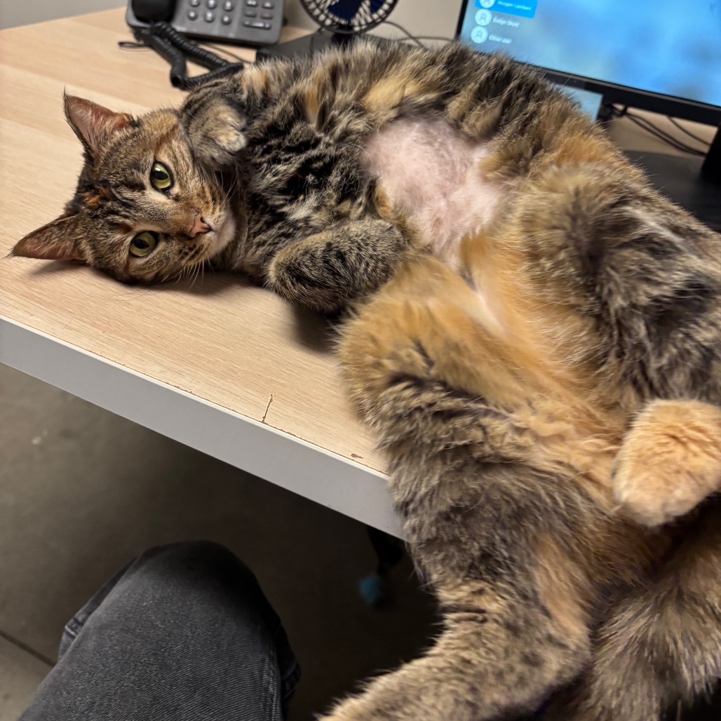 Peanut — thumbnail 4