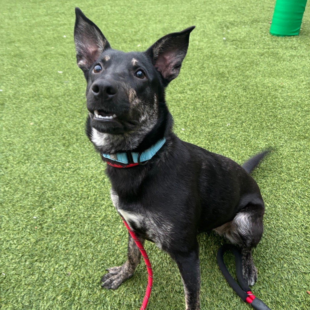 SCARLET - Mixed Breed (Medium) available for adoption