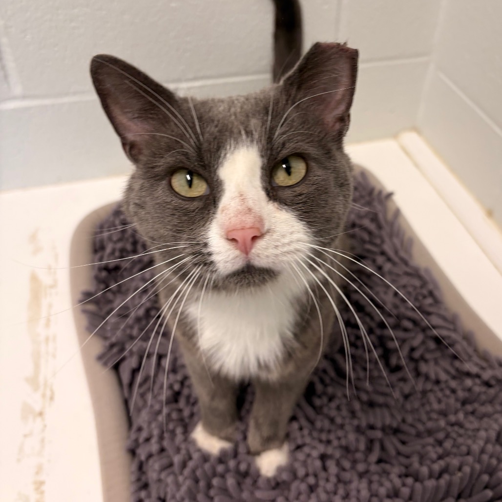PETER COTTON TAIL - Domestic Shorthair available for adoption