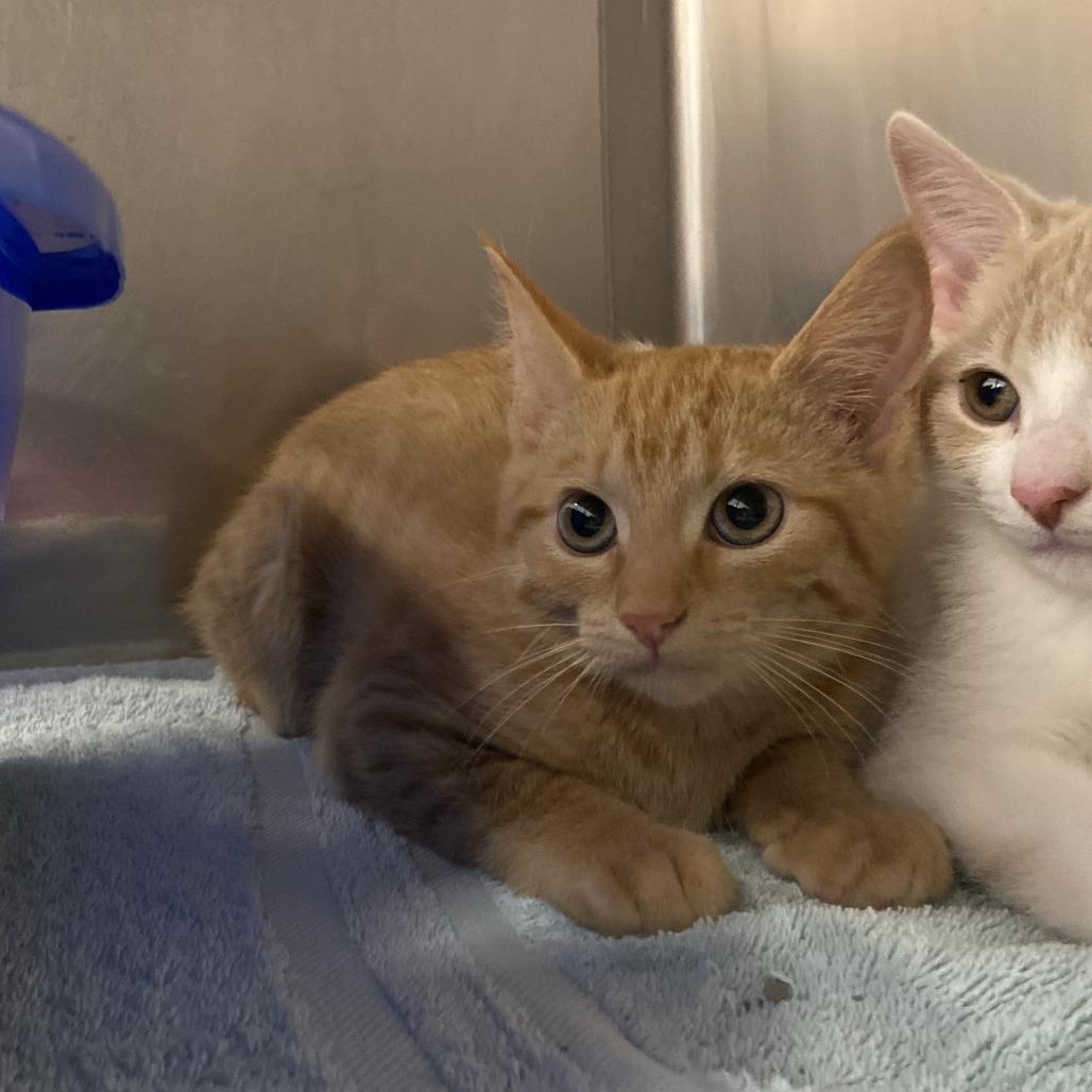 PINKY - Domestic Shorthair available for adoption