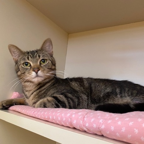 MERLIN - Domestic Shorthair available for adoption
