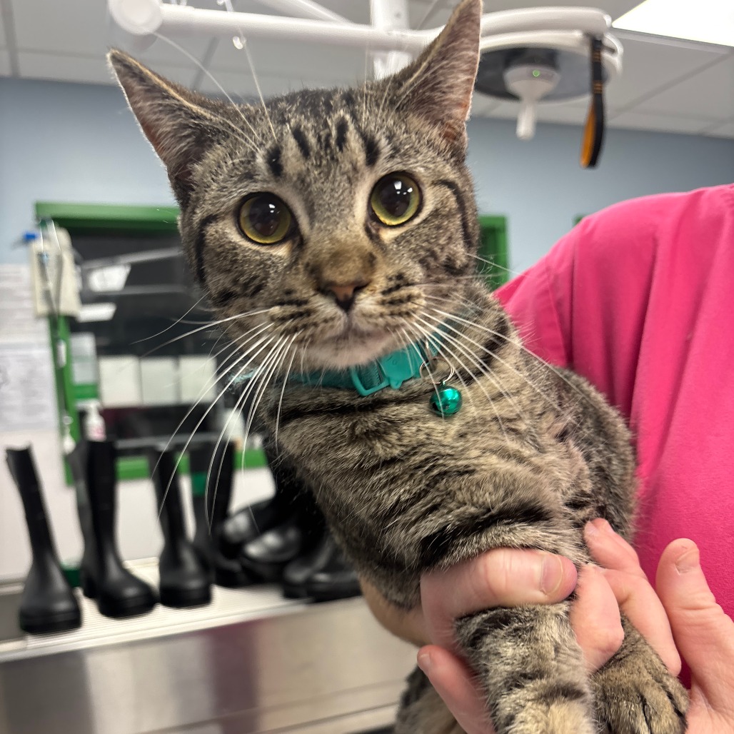 BABE RUTH - Domestic Shorthair available for adoption