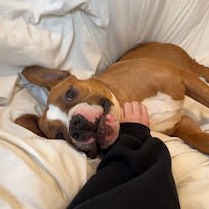 Scooby Doo — thumbnail 2