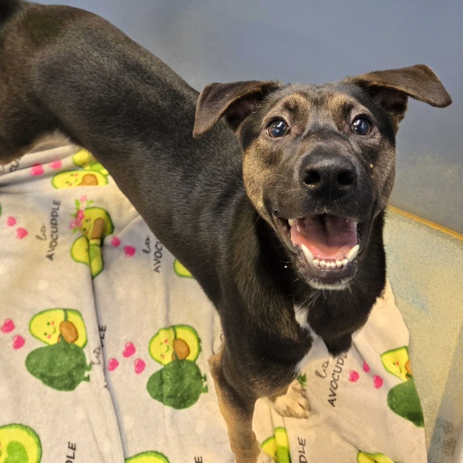 LOU - Husky / Mix available for adoption