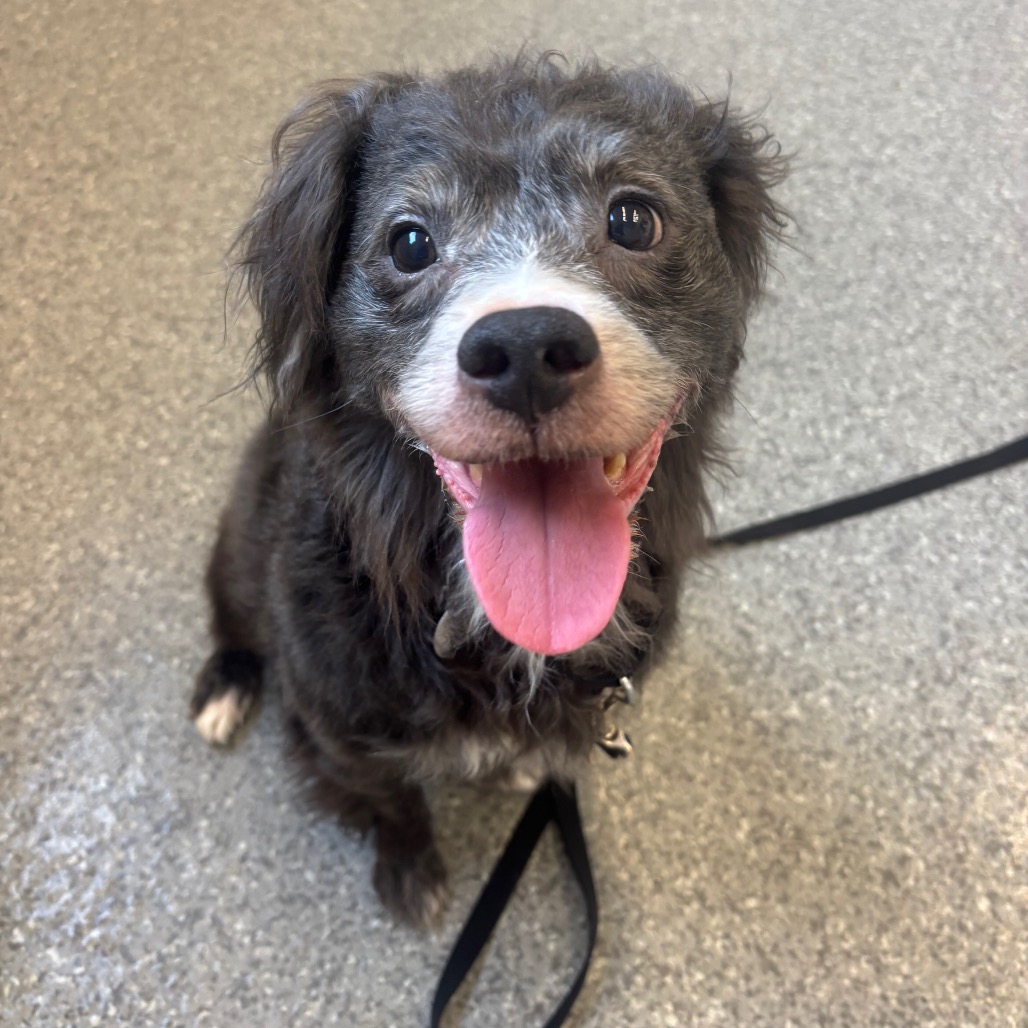 Trusty — thumbnail 4