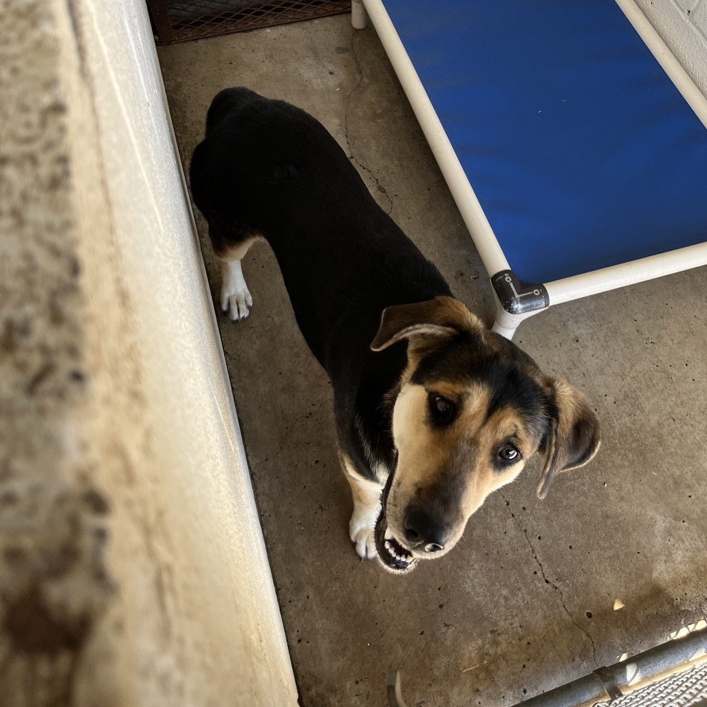 FATIMA - Shepherd / Mixed Breed (Large) available for adoption
