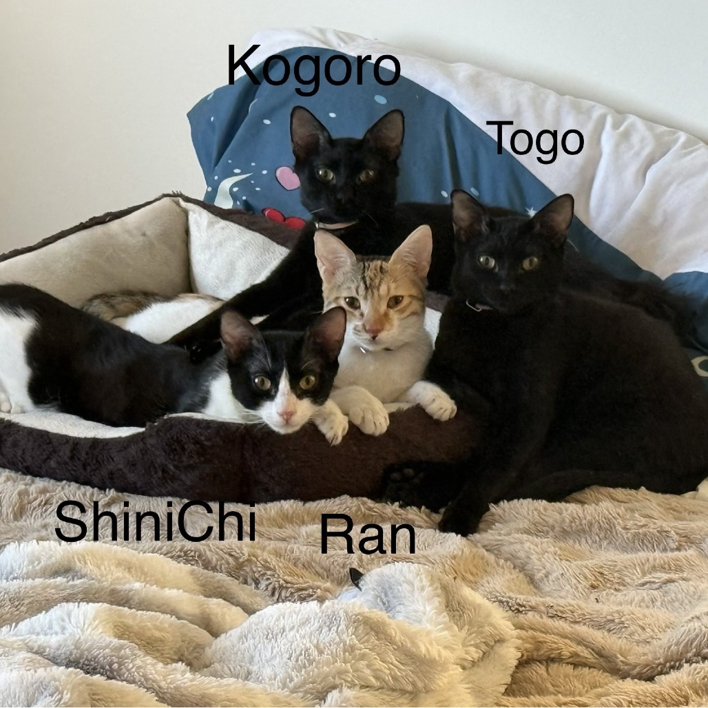 ShiniChi — thumbnail 5