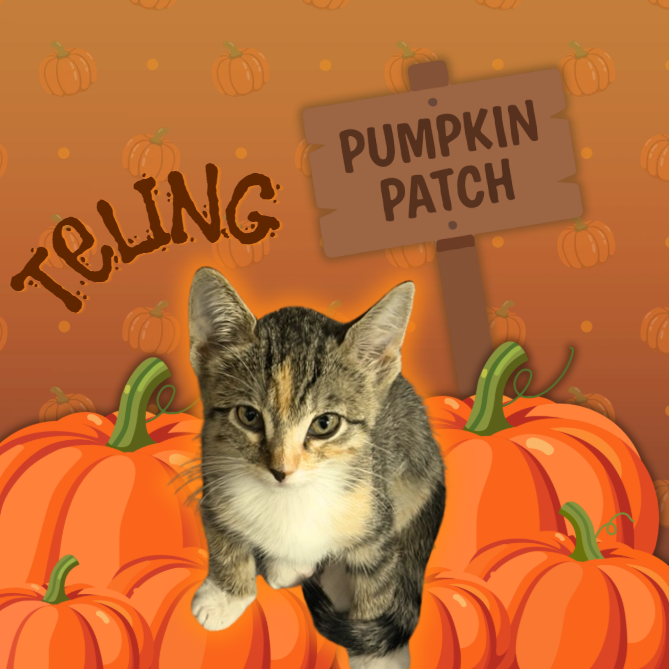 TELING - Domestic Shorthair available for adoption