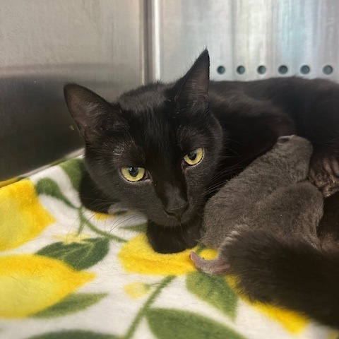 Bailey — thumbnail 8