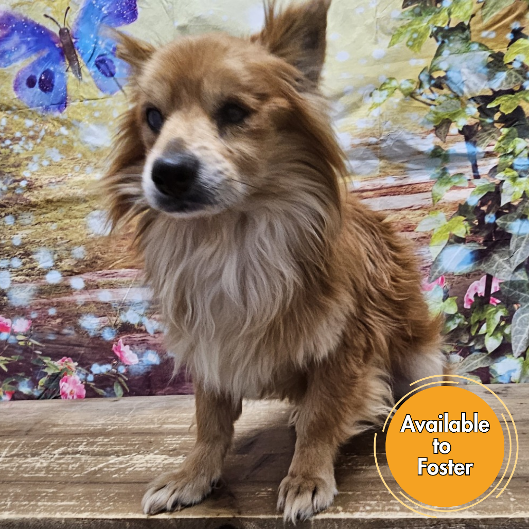 Foxy, photo 6