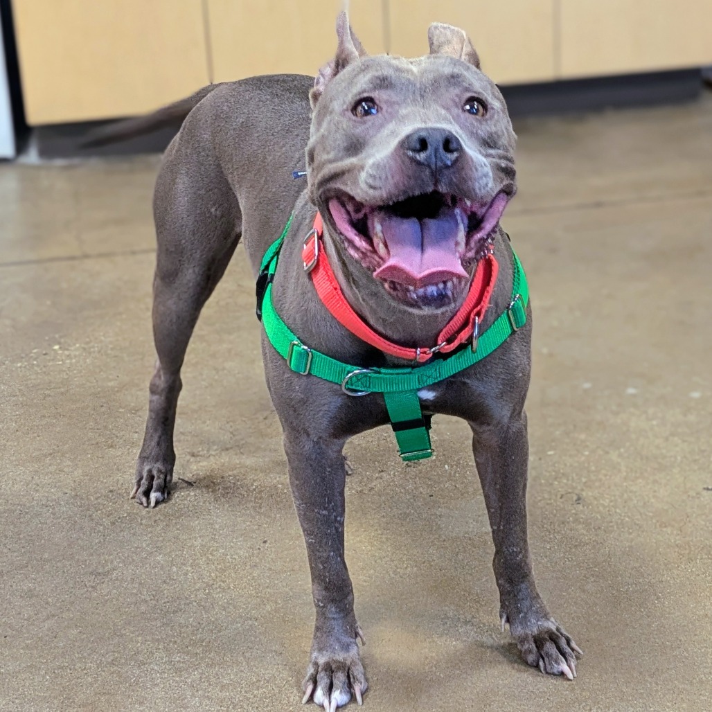 GRAY GIRL - Terrier / American Pit Bull available for adoption