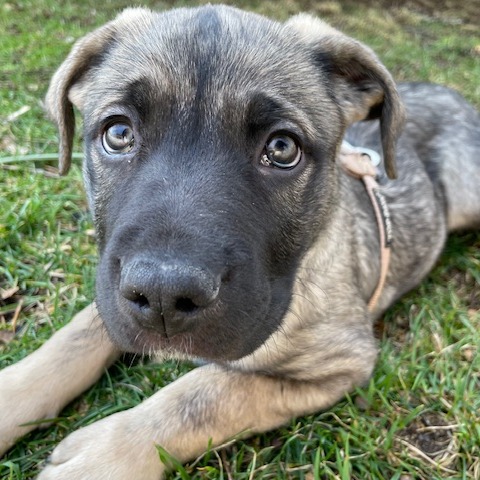 S'more — thumbnail 2