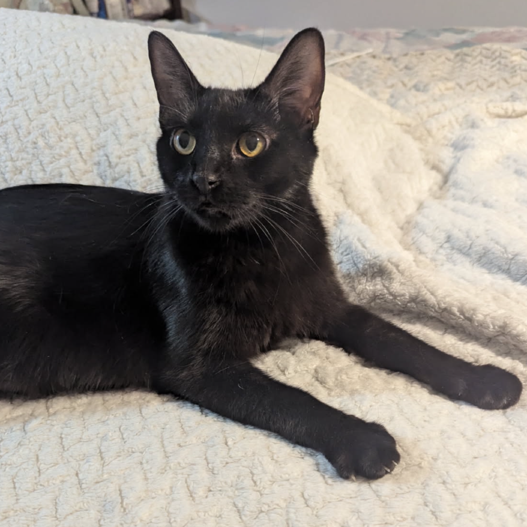 RAVEN - Domestic Shorthair available for adoption