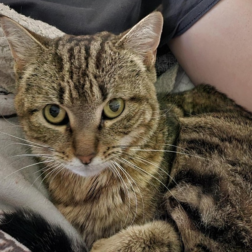 FREYA - Domestic Shorthair available for adoption