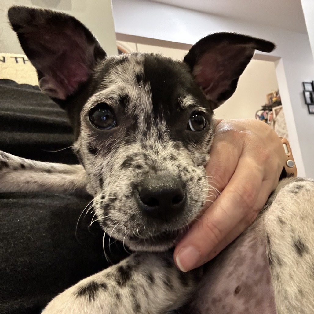 NY Nutty Buddy (foster in Stormville NY)
