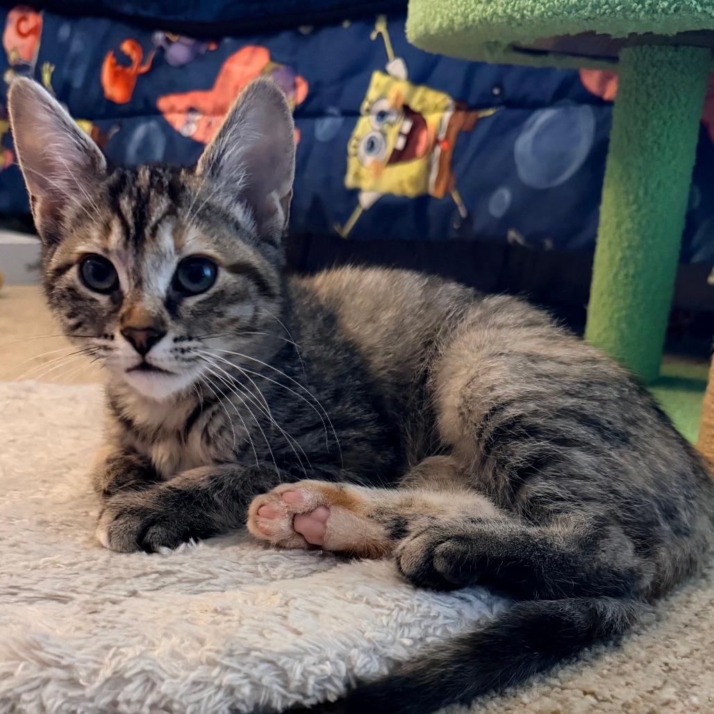 Countess Catula, photo 5