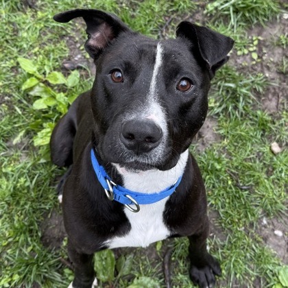 Tyson — thumbnail 10