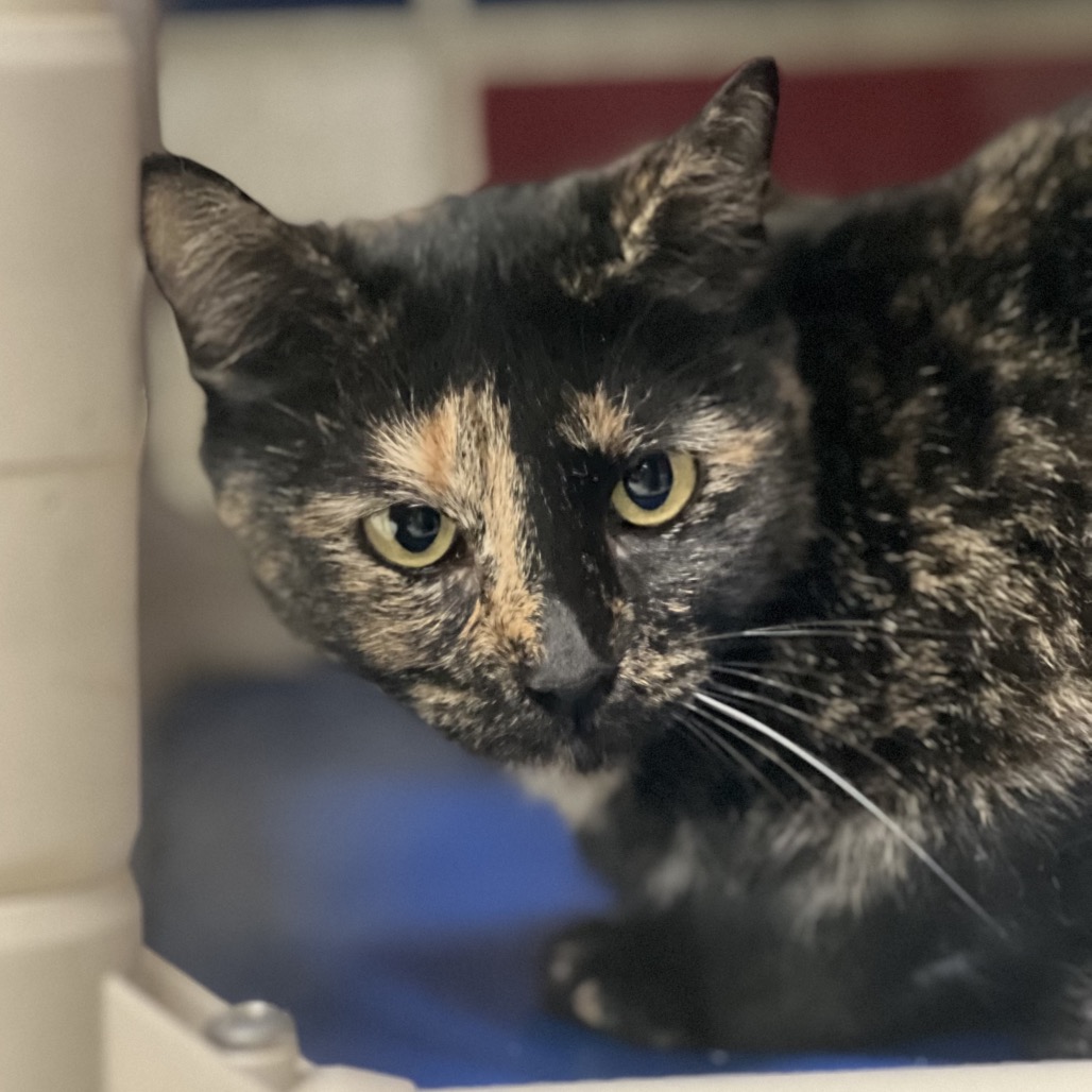 MERTLE (662193) - Domestic Shorthair available for adoption
