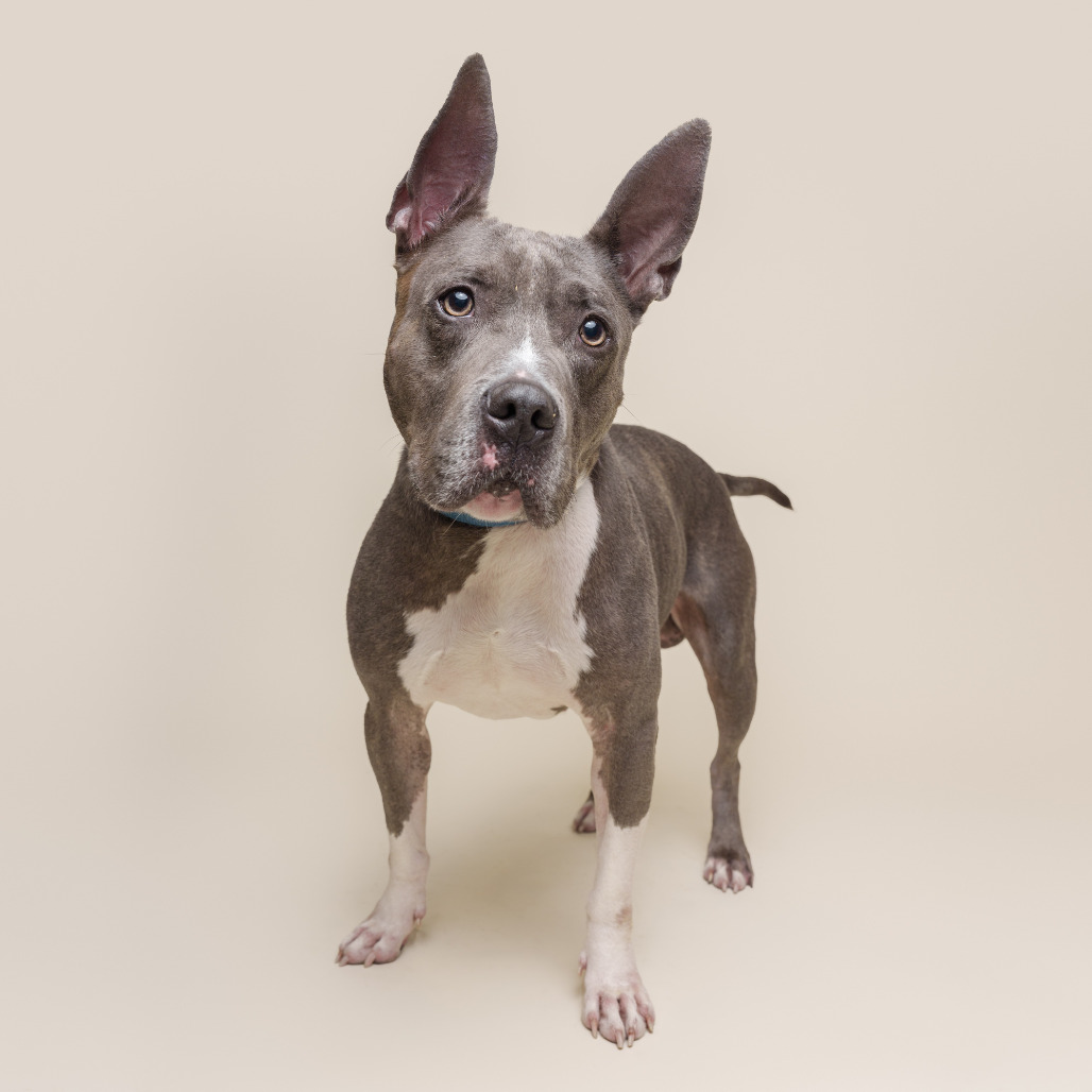 Photo of King Beetle