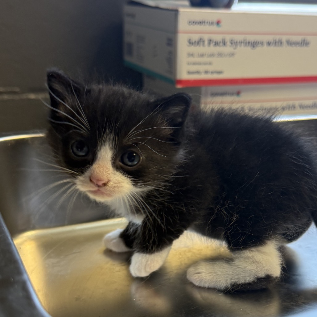  Photo of TUSC-Stray-84373