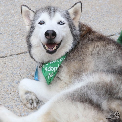 SAPPHIRE - Husky available for adoption