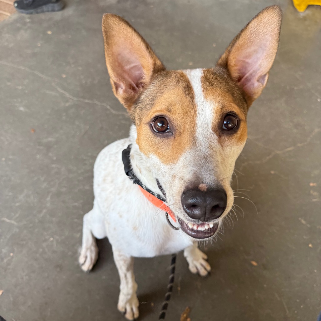 AIOLI - Cattle Dog / Mix available for adoption