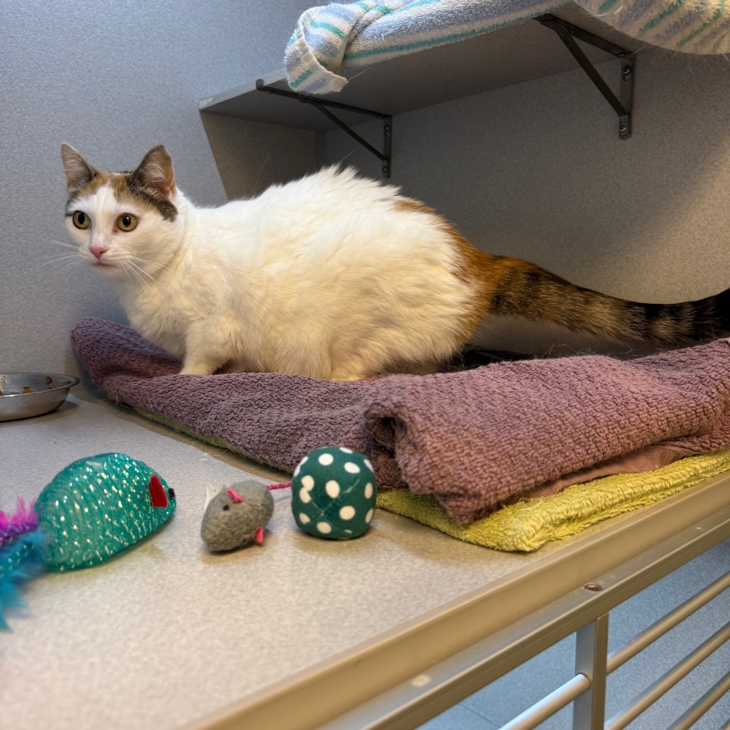 Photo of Sweetpea 4