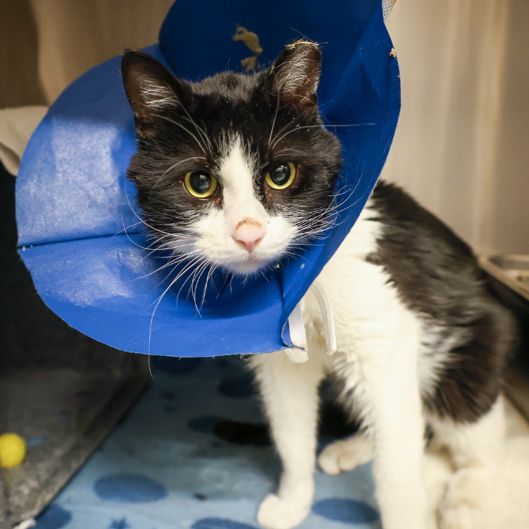 Harding — thumbnail 3