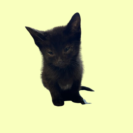 Tusc Stray 81920 2