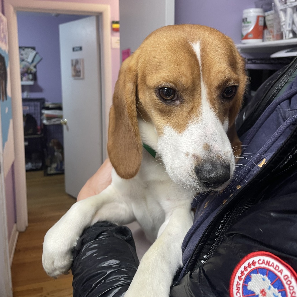 Beagle