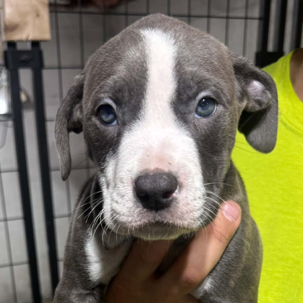 Mixed Breed