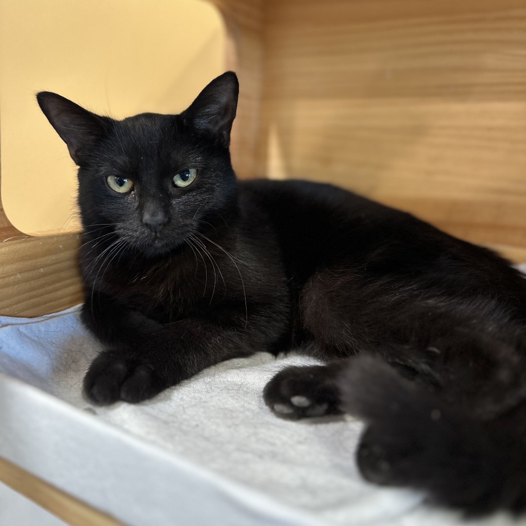 GREAT DANE - Domestic Shorthair available for adoption