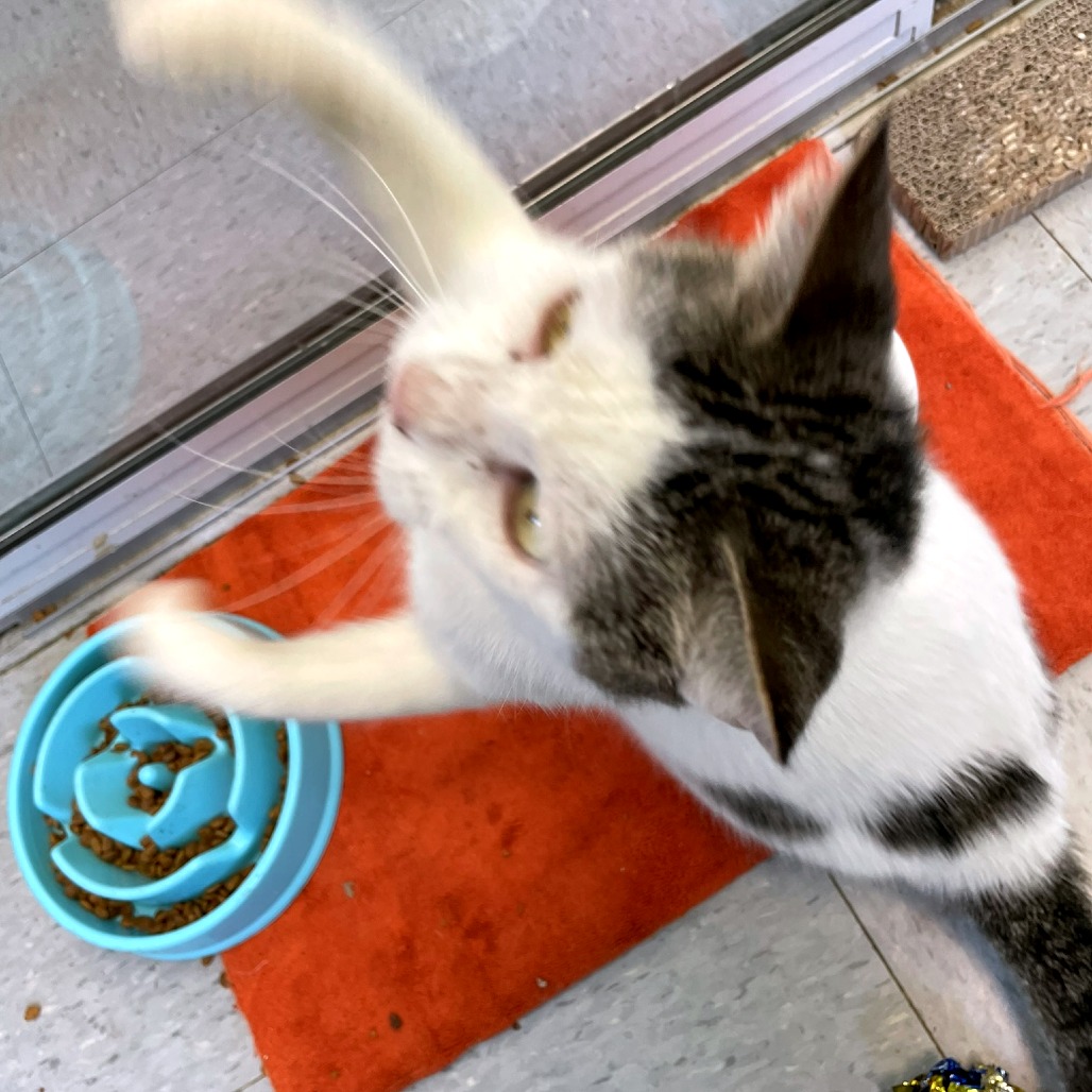 Amber Drop — thumbnail 10