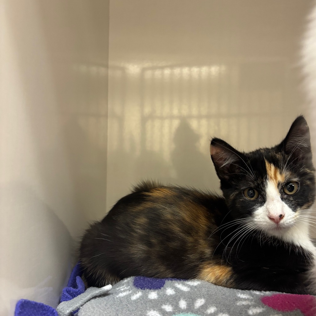 Eira - Domestic Shorthair/Mix