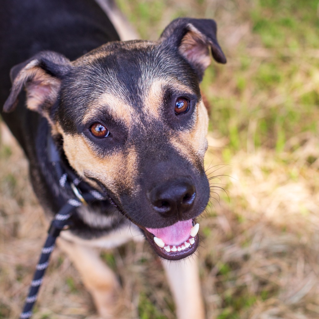 TIKI - Shepherd / Retriever available for adoption