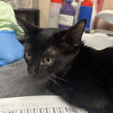MEATBALL - Domestic Shorthair available for adoption