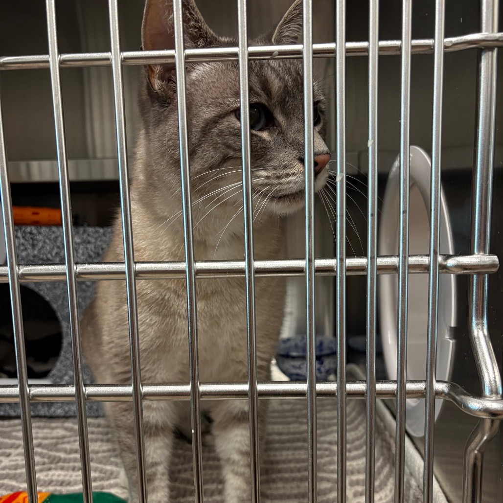 ERIN - Domestic Shorthair / Mix available for adoption