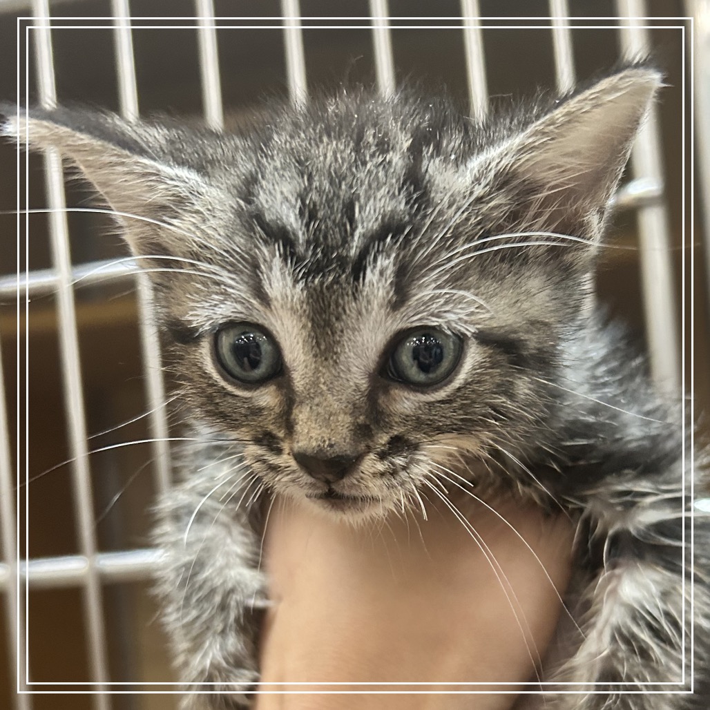 FWT NOVA - Domestic Shorthair available for adoption