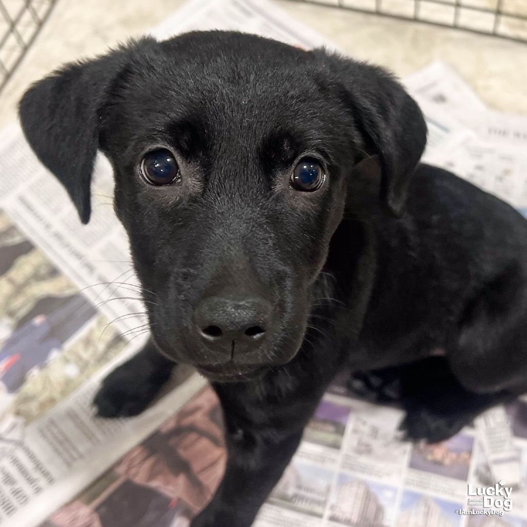 OPRAH - Retriever, Labrador / Mix available for adoption