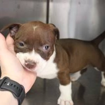 Photo of Brownie Bites (Violet)