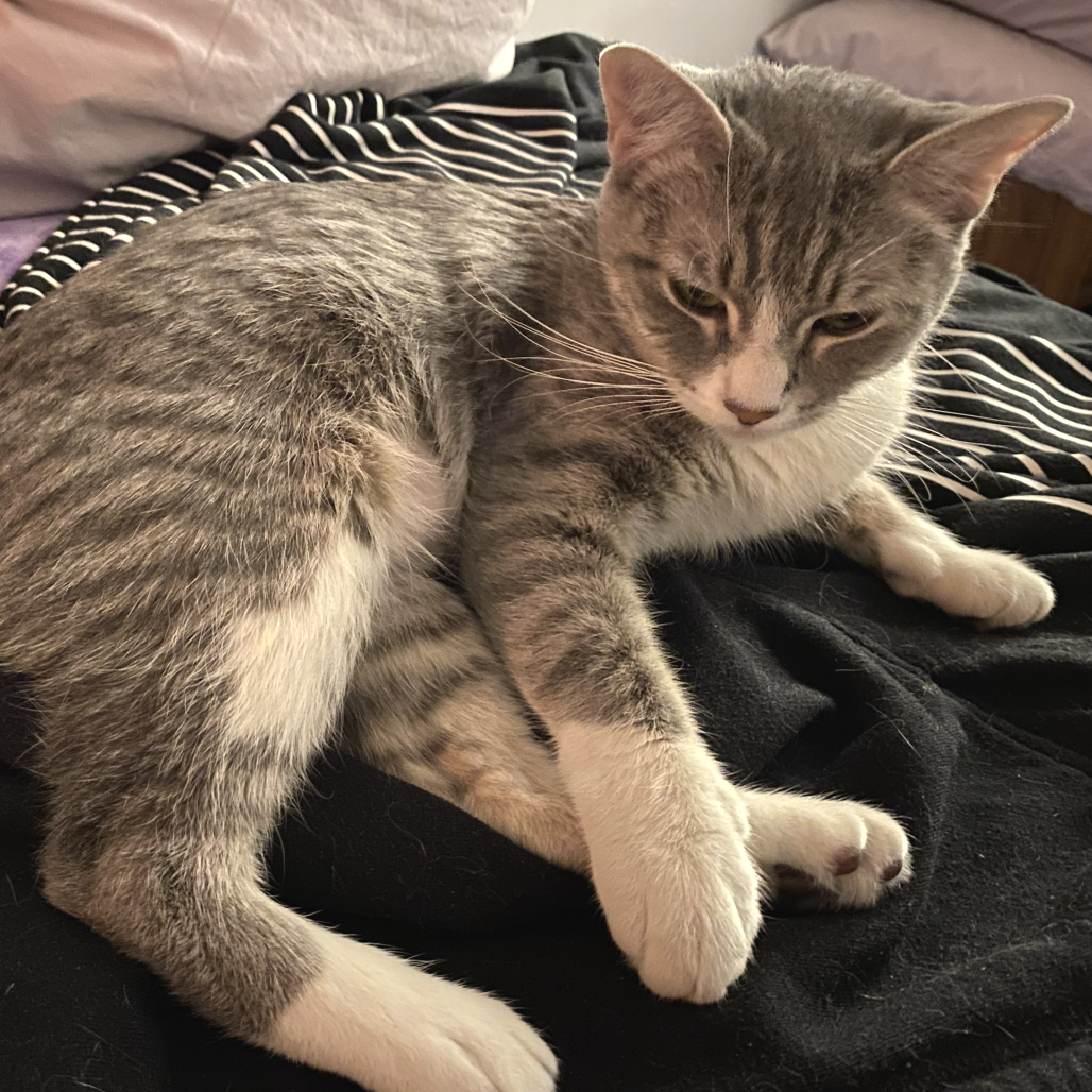 Kitty — thumbnail 3