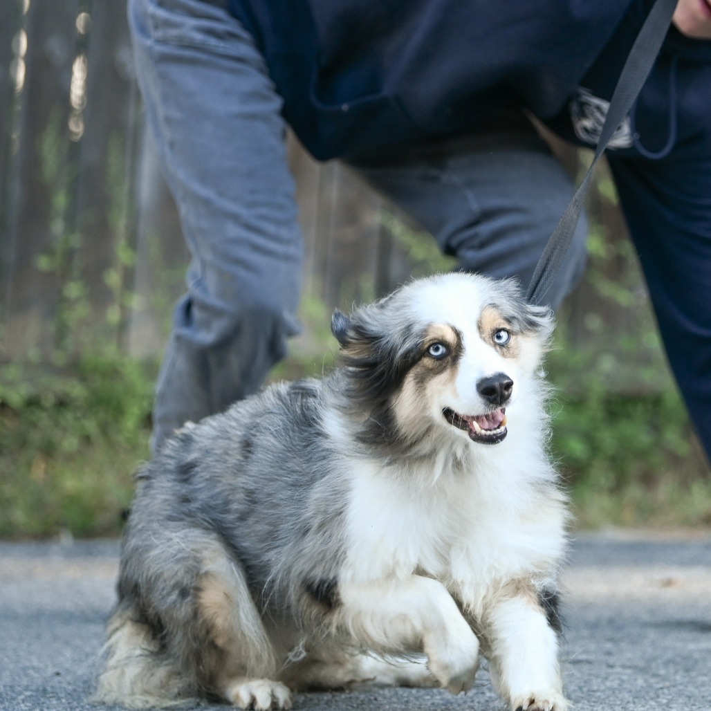 Coco - Phoenix Animal Rescue