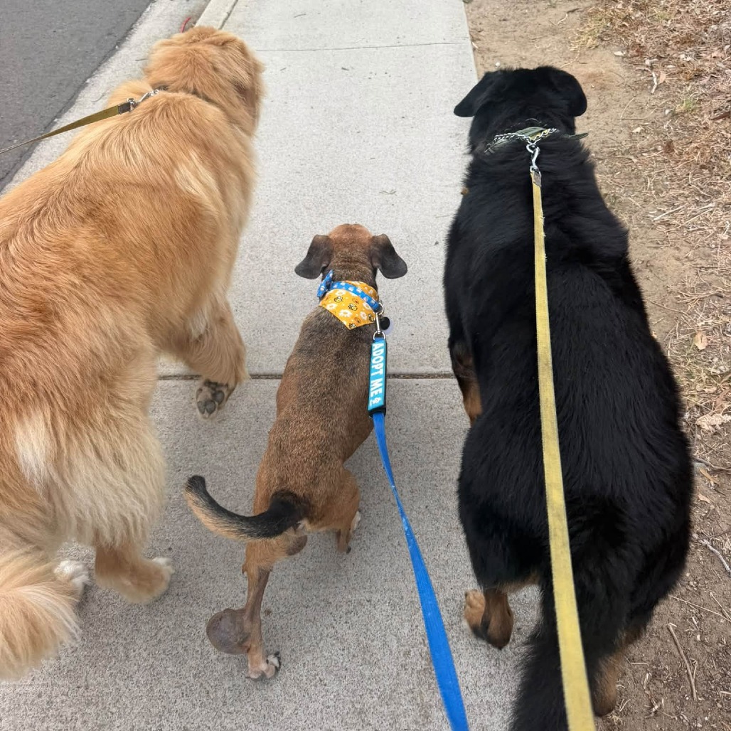 Puggle, photo 10